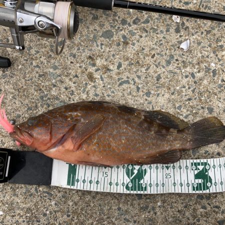 デイでアジと根魚がRIDEON!