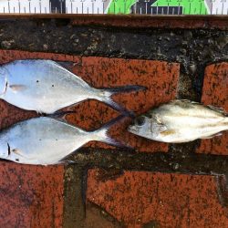 アイゴ、メッキ、コバンアジ、シマイサキ