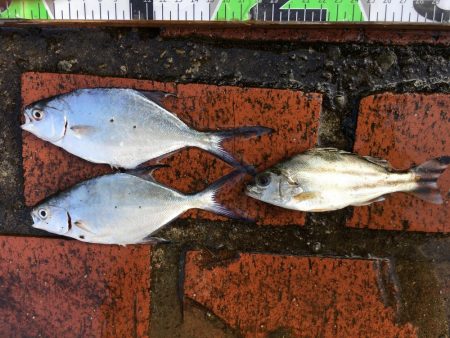 アイゴ、メッキ、コバンアジ、シマイサキ