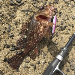 ライトショアジギングで楽しむ!