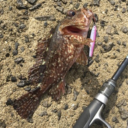 ライトショアジギングで楽しむ！