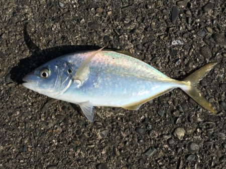 シマアジ、アイゴ