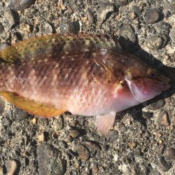 シマアジ2匹ほか