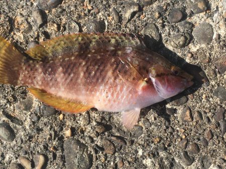 シマアジ2匹ほか