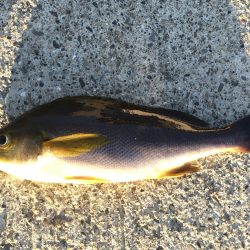 イサキ、タイ、アイゴ