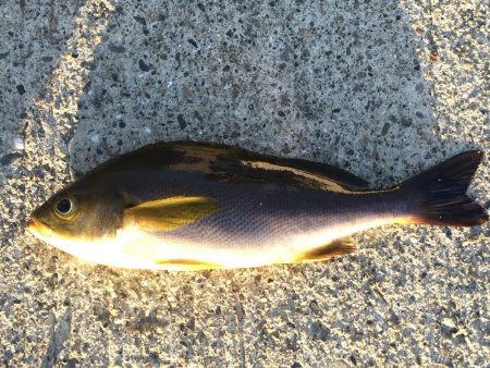 イサキ、タイ、アイゴ