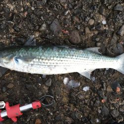 磯間の灯台釣り