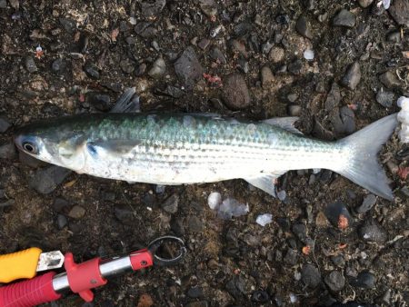 磯間の灯台釣り