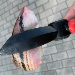 ブリ86㎝　他7目