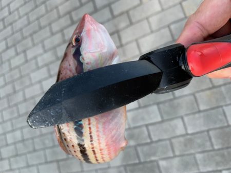 ブリ86㎝　他7目