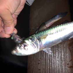 128㎝　正真正銘ドラゴン