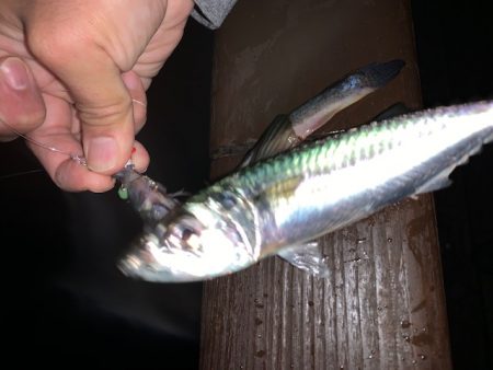 128㎝　正真正銘ドラゴン