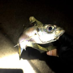 早朝アジングin大阪南港(20201116)