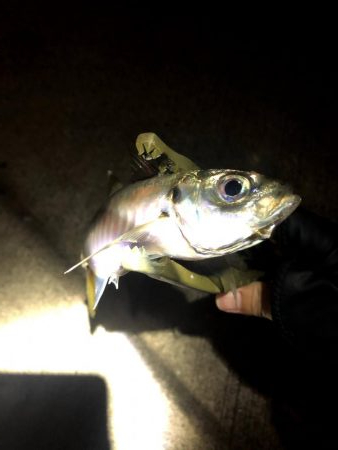 早朝アジングin大阪南港(20201116)