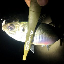 早朝アジングを捨ててみた