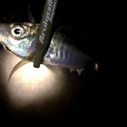 大阪湾奥で風裏アジング