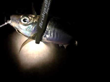 大阪湾奥で風裏アジング