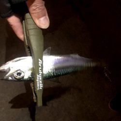 仕事終わり四目ライトゲーム