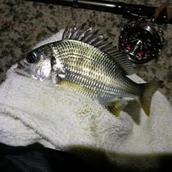 (2020/10/31 南港ヘチ釣り 真チヌ キビレチヌ ガシラ 釣果有り)