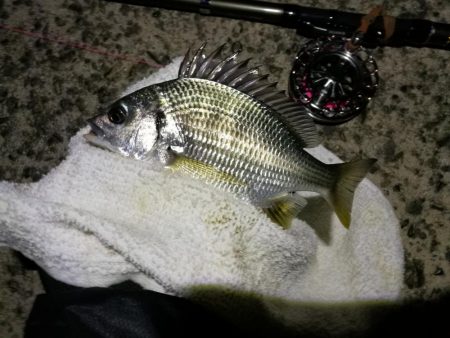 (2020/10/31 南港ヘチ釣り 真チヌ キビレチヌ ガシラ 釣果有り)