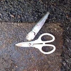 マイワシが釣れていた