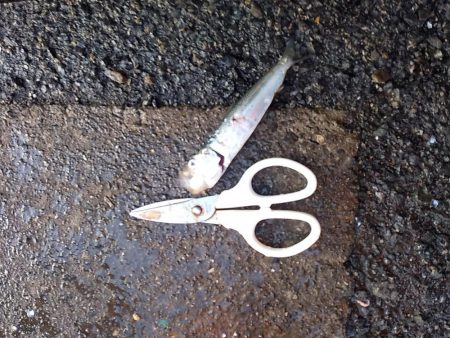 マイワシが釣れていた