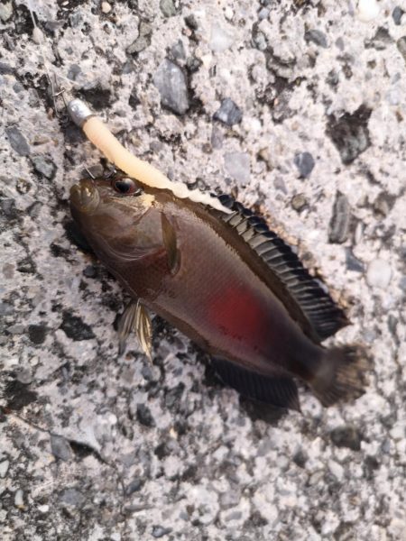 天気が良いのでファミリーフィッシング