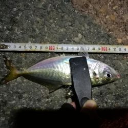 (2020/11/02 南港アジング 好釣果!中アジ(25㎝~) 釣果有り)