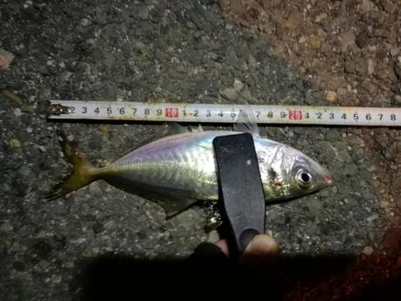 (2020/11/02 南港アジング 好釣果!中アジ(25㎝~) 釣果有り)
