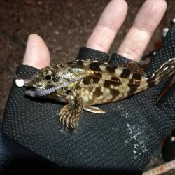 (2020/11/04 南港アジング 良アジ釣果 アジ(23㎝~)ガシラ 釣果有り)