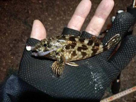 (2020/11/04 南港アジング 良アジ釣果 アジ(23㎝~)ガシラ 釣果有り)