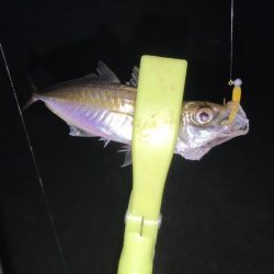 久々のアジング調査