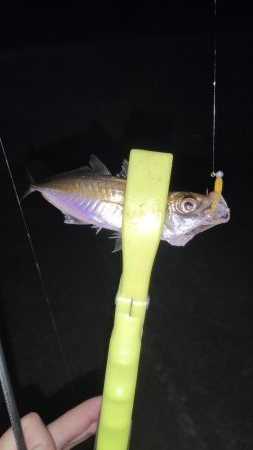 久々のアジング調査