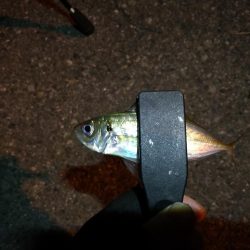 (2020/11/06 南港アジング 好釣果!中アジ(24㎝~ )サバ 釣果有り)