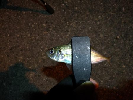 (2020/11/06 南港アジング 好釣果!中アジ(24㎝~ )サバ 釣果有り)