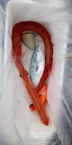 康仁丸・ジギング釣り果