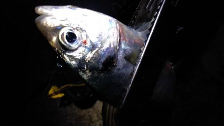 ウキでタチとアジ釣れる