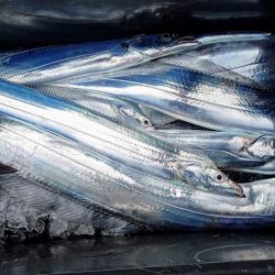 康仁丸・タチ釣り・釣り果