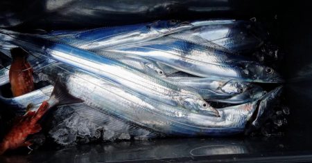 康仁丸・タチ釣り・釣り果