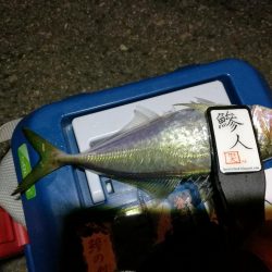 （2020/11/10 南港アジング　 普通釣果のアジングで 中アジ～小アジ（23㎝～） 釣果有り）