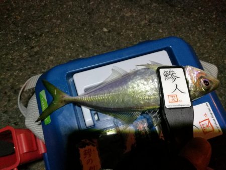 （2020/11/10 南港アジング　 普通釣果のアジングで 中アジ～小アジ（23㎝～） 釣果有り）