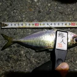 （2020/11/10 南港アジング　 好釣果のアジング 中アジ～小アジ（24㎝～） 釣果有り）