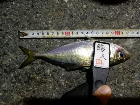 （2020/11/10 南港アジング　 好釣果のアジング 中アジ～小アジ（24㎝～） 釣果有り）