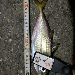 (2020/11/11 南港アジング アジング釣果で 中アジ~小アジ(23㎝~) 釣果有り)