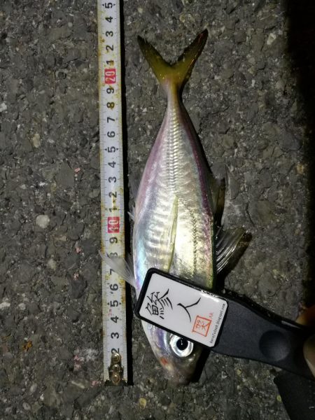 (2020/11/11 南港アジング アジング釣果で 中アジ~小アジ(23㎝~) 釣果有り)