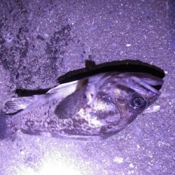 牡鹿半島シーバス