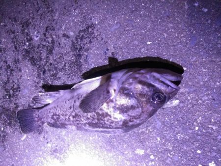 牡鹿半島シーバス