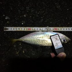 (2020/11/12 南港アジング ☆爆釣アジング釣果で 中アジ~(26㎝~) 釣果有り)