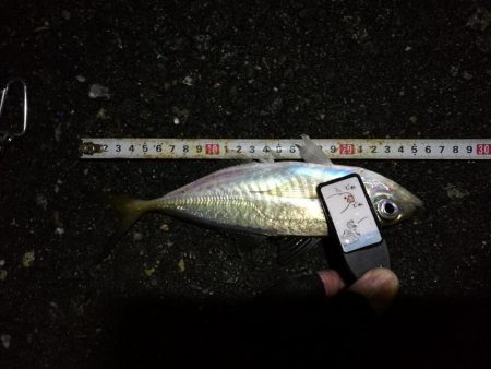 (2020/11/12 南港アジング ☆爆釣アジング釣果で 中アジ~(26㎝~) 釣果有り)