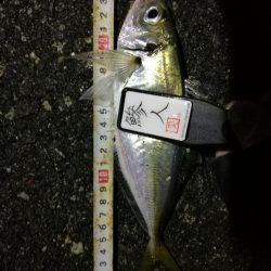 （2020/11/14 南港アジング　 またまた好釣果 アジング釣果で 中アジ～（24㎝～） 釣果有り）